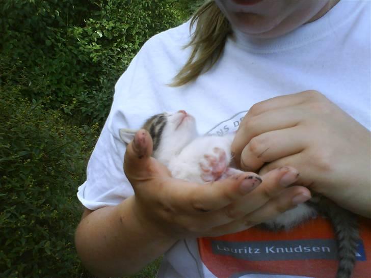 Blanding af racer Skimmel *Vildkat* - Min søster kælder lidt med Skimmel <3 billede 7