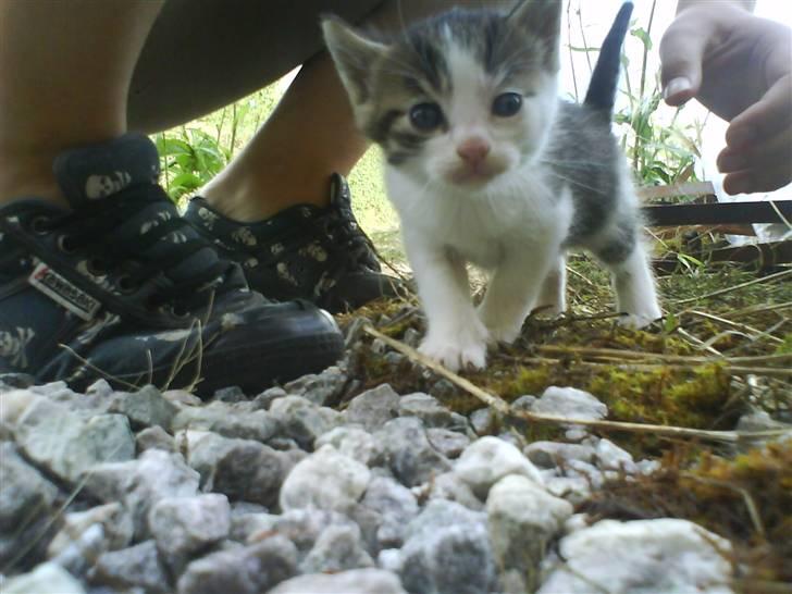 Blanding af racer Skimmel *Vildkat* - Hej ? billede 8