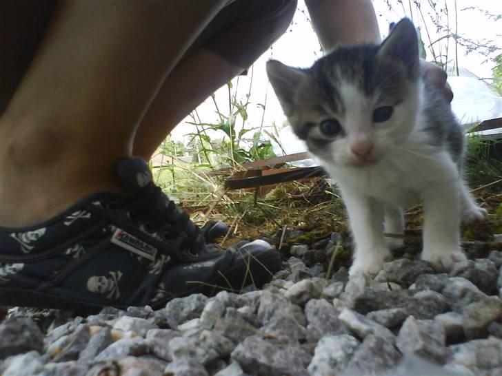 Blanding af racer Skimmel *Vildkat* - Hejsa ? billede 9