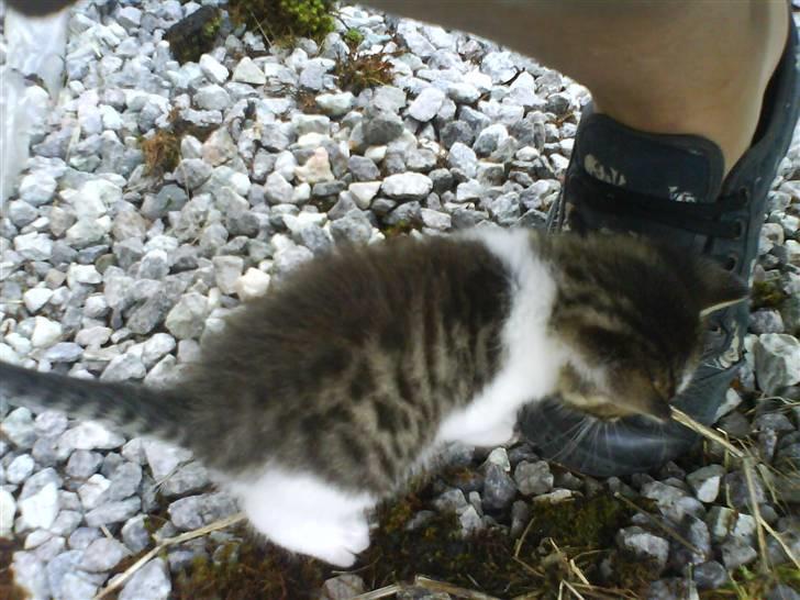 Blanding af racer Skimmel *Vildkat* - Hey en sko ? billede 10