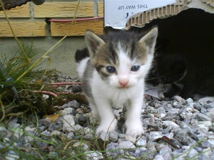 Blanding af racer Skimmel *Vildkat* - Hej vil du tage billeder af mig ? billede 11