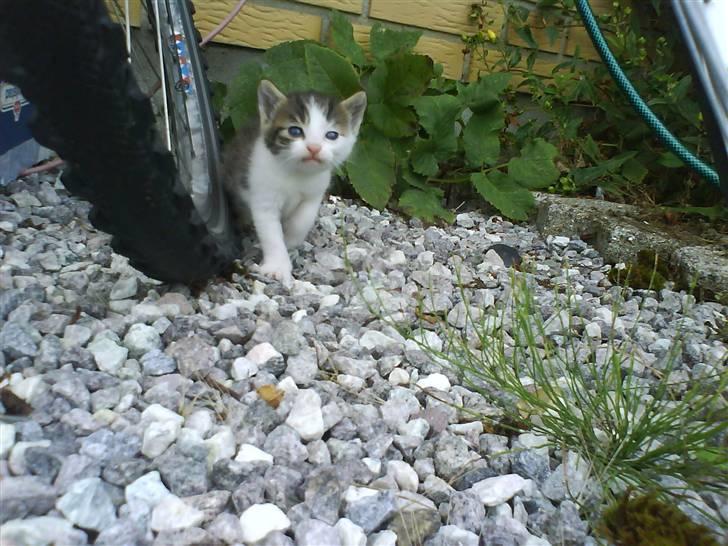 Blanding af racer Skimmel *Vildkat* - Det her er min cykel :D billede 12