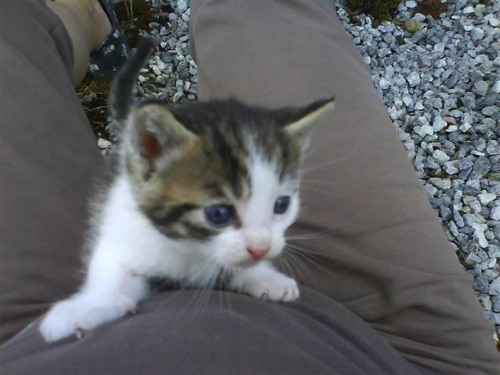 Blanding af racer Skimmel *Vildkat* - Jeg vil helt op ;) billede 13