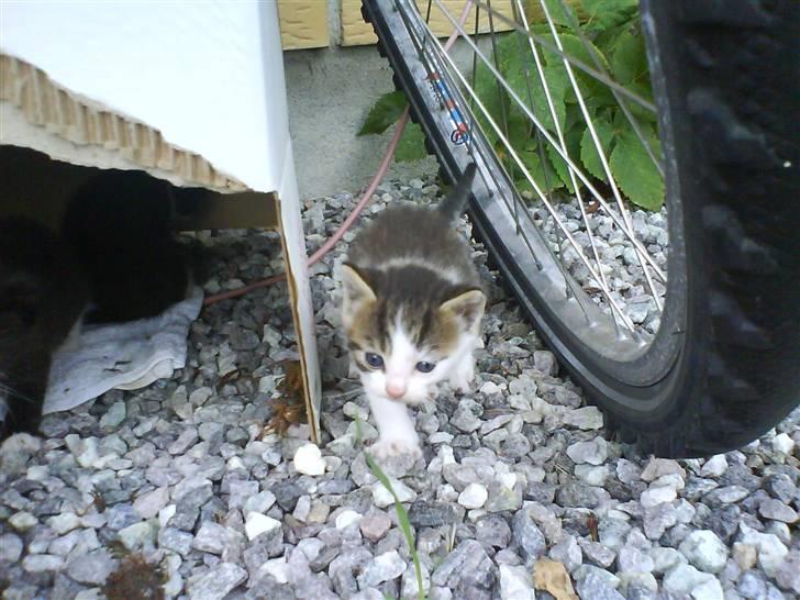 Blanding af racer Skimmel *Vildkat* billede 14