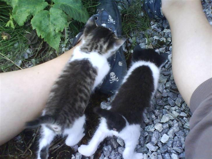 Blanding af racer Skimmel *Vildkat* - hvem kommer først ? Skimmel && Plet :D billede 15