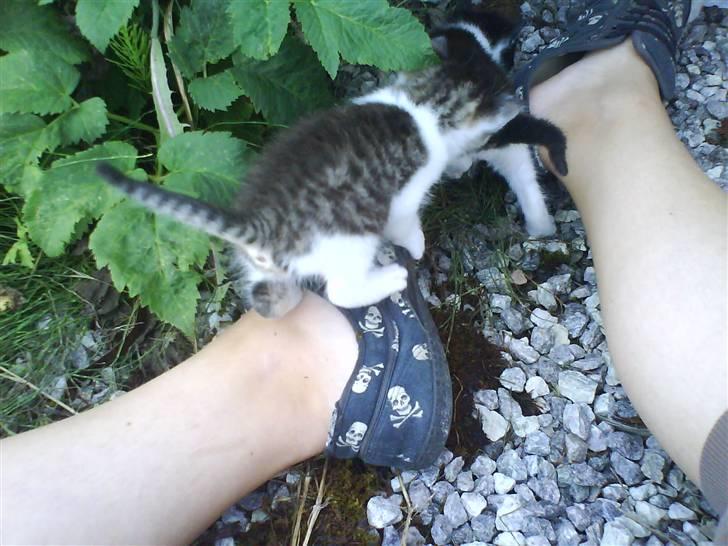 Blanding af racer Skimmel *Vildkat* - Hey !! snyder :D billede 16