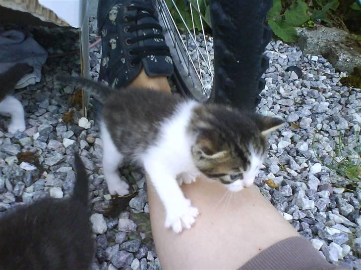 Blanding af racer Skimmel *Vildkat* - Jeg kommer lige op til dig :D billede 17