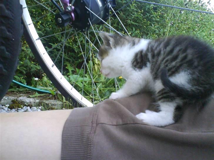 Blanding af racer Skimmel *Vildkat* - Haha, det her er sjovt :D billede 18