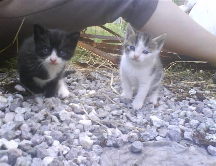 Blanding af racer Skimmel *Vildkat* - Mig && min bror buller :) billede 19