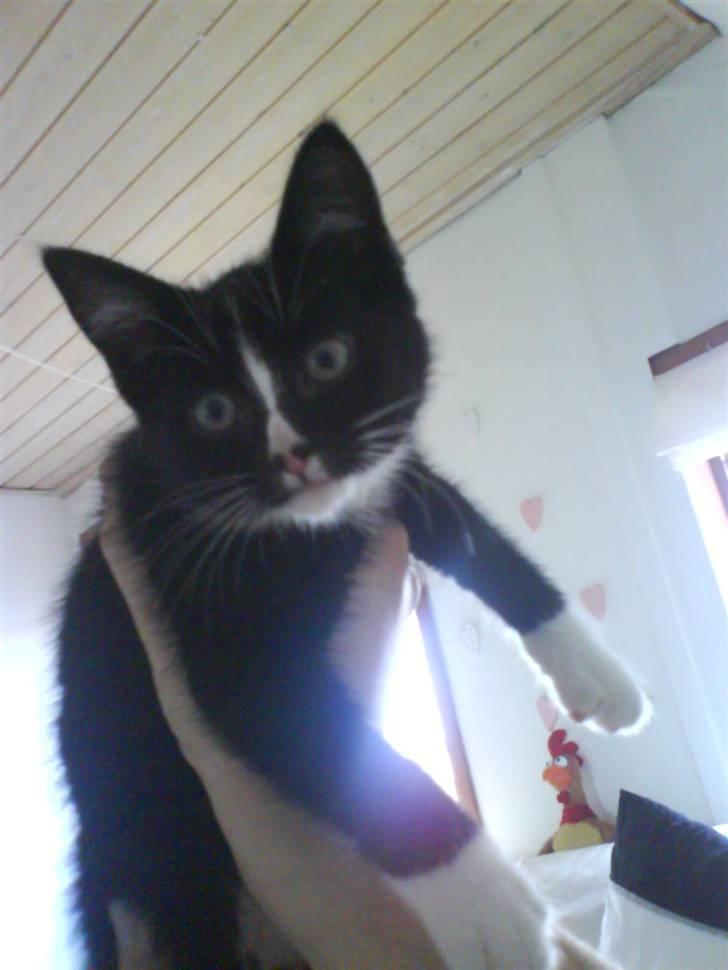 Huskat Kiwi - 13 uger gammel billede 10