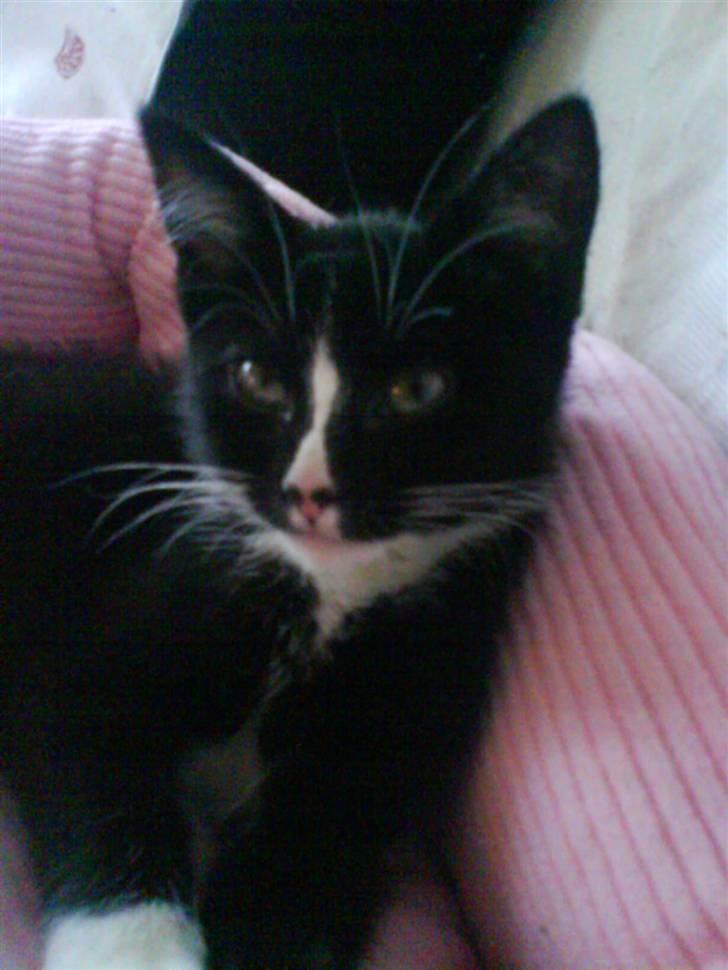 Huskat Kiwi billede 11