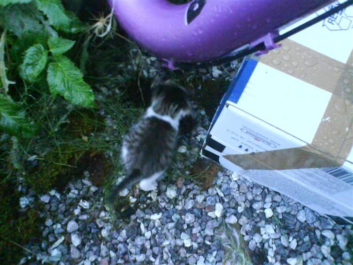 Blanding af racer Skimmel *Vildkat* - Hej hej, nu skal jeg nemlig have mad :D billede 20