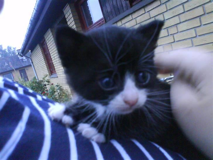 Blanding af racer Buller *Vildkat* - anden gang jeg blir holdt ca. ? billede 1