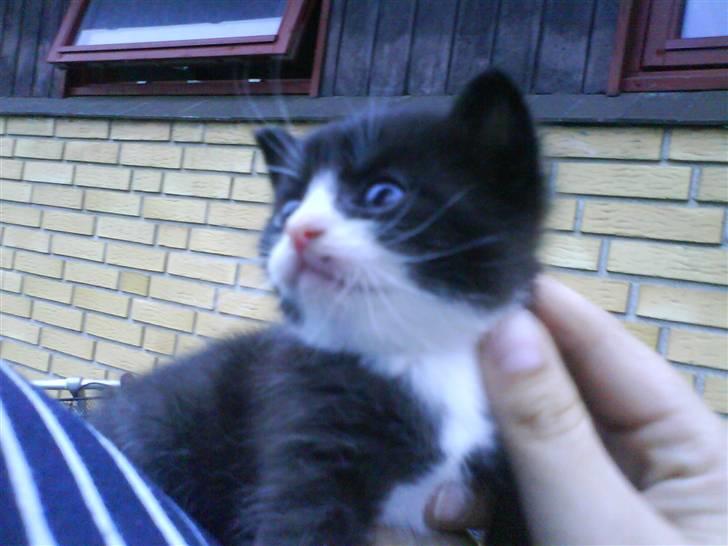 Blanding af racer Buller *Vildkat* - Hej ? billede 2