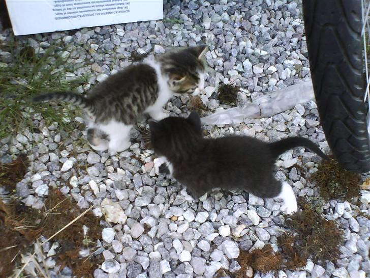 Blanding af racer Buller *Vildkat* - Mig && min søster Skimmel leger :D billede 3