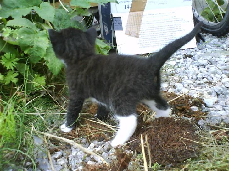 Blanding af racer Buller *Vildkat* billede 4