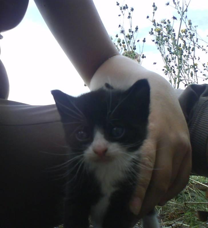 Blanding af racer Buller *Vildkat* billede 5