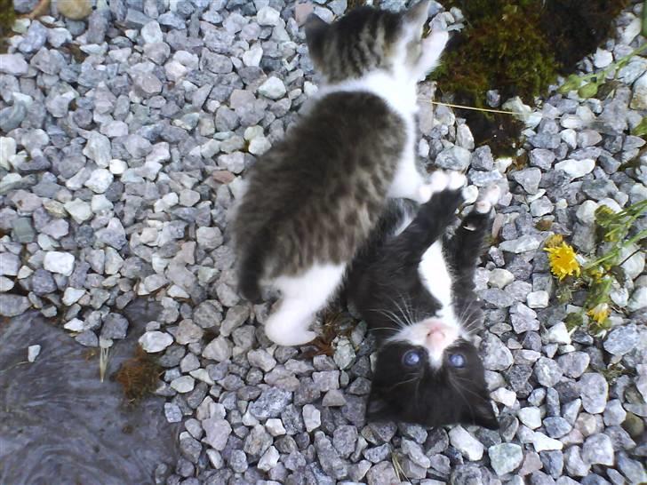 Blanding af racer Buller *Vildkat* billede 6