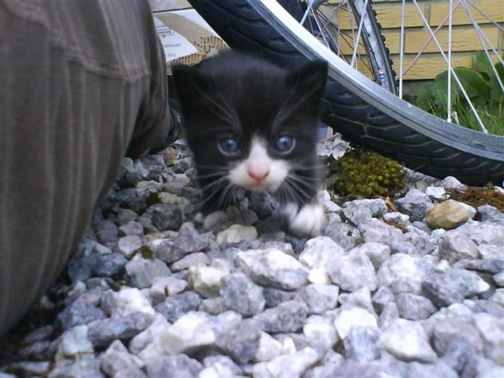 Blanding af racer Buller *Vildkat* - Hejsa :D billede 7