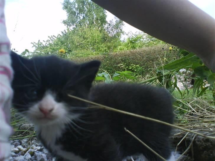 Blanding af racer Buller *Vildkat* billede 8