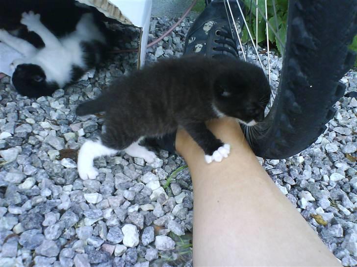 Blanding af racer Buller *Vildkat* billede 9