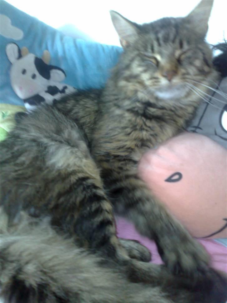 Maine Coon aslan billede 1