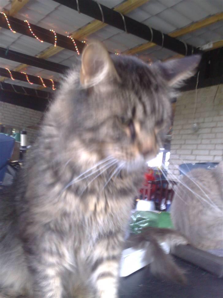 Maine Coon aslan billede 2