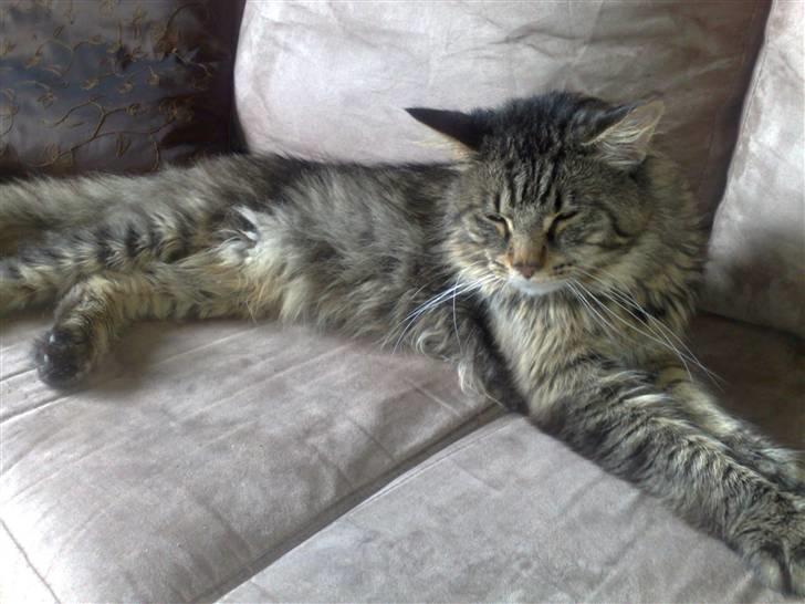 Maine Coon aslan billede 3