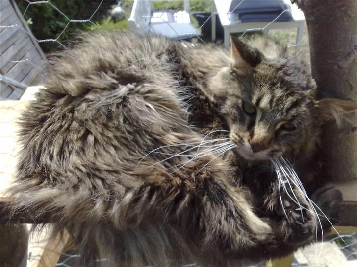 Maine Coon aslan billede 4