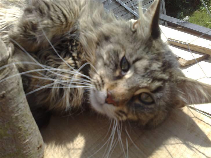 Maine Coon aslan billede 5