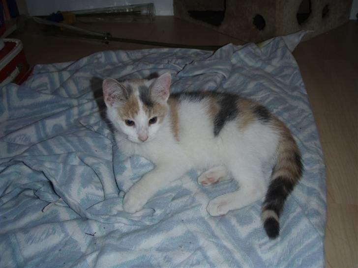 Huskat Super Carla billede 1