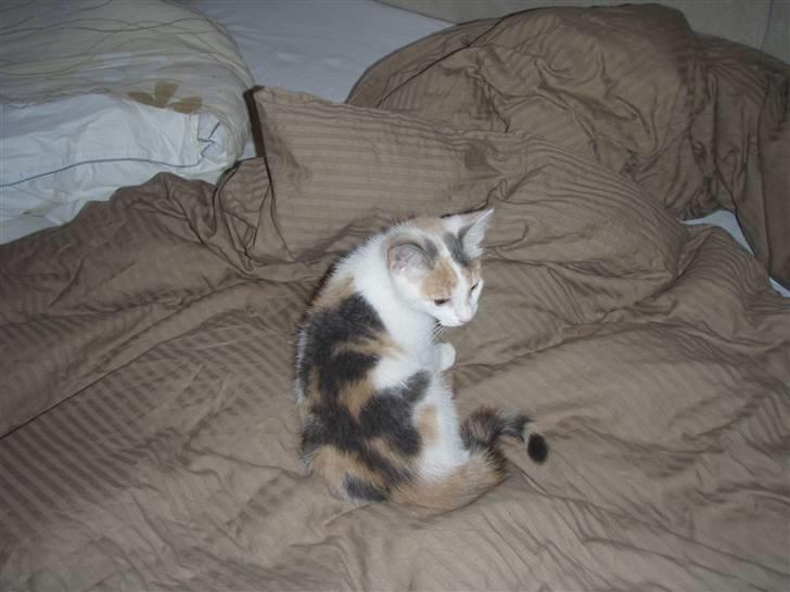 Huskat Super Carla billede 2