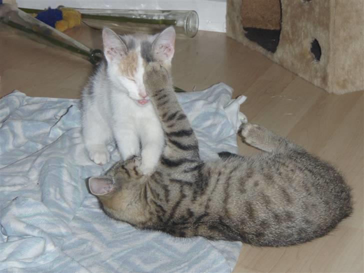 Huskat Super Carla billede 3