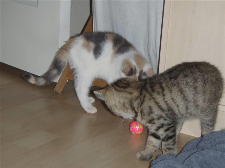 Huskat Super Carla billede 4