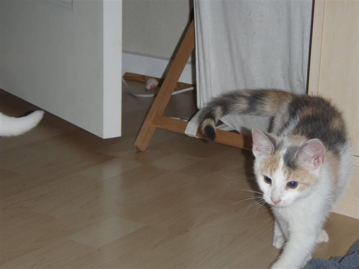 Huskat Super Carla billede 5