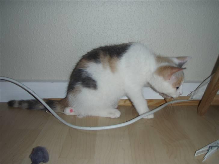 Huskat Super Carla billede 6