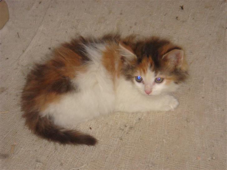 Norsk Skovkat Clara - Her ca 6 uger gammel:) billede 1