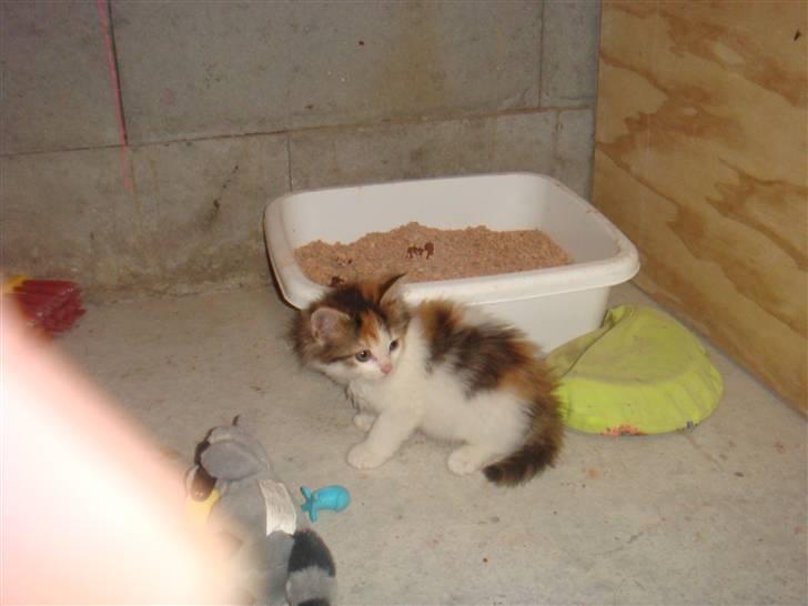 Norsk Skovkat Clara billede 2