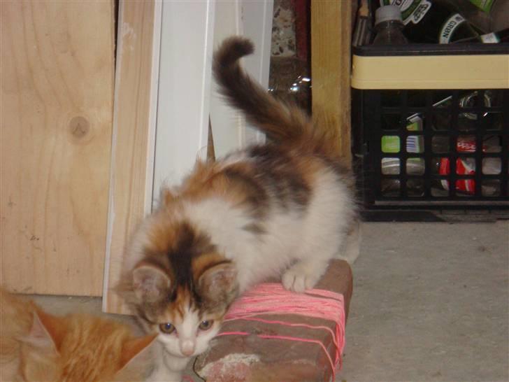 Norsk Skovkat Clara - Her 10 uger gammel. billede 3