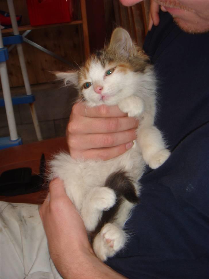 Norsk Skovkat Clara - Mmm. Dejligt afslappende. billede 4