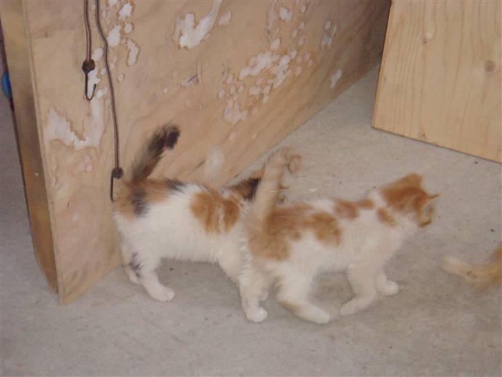 Norsk Skovkat Clara - Her ses jeg sammen med min Bror. Vi er 5 killinger i alt. 2 Hankatte og 3 Hunkatte. Vi er alle forskellige i farven. billede 5