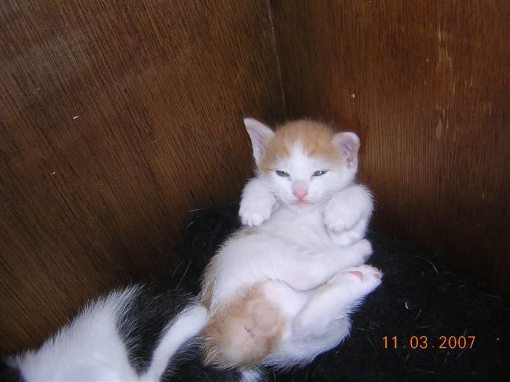 Japanese Bobtail Timian's Yuudai billede 1