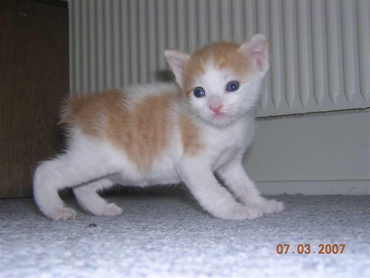 Japanese Bobtail Timian's Yuudai billede 2