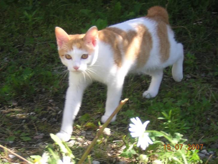 Japanese Bobtail Timian's Yuudai billede 3