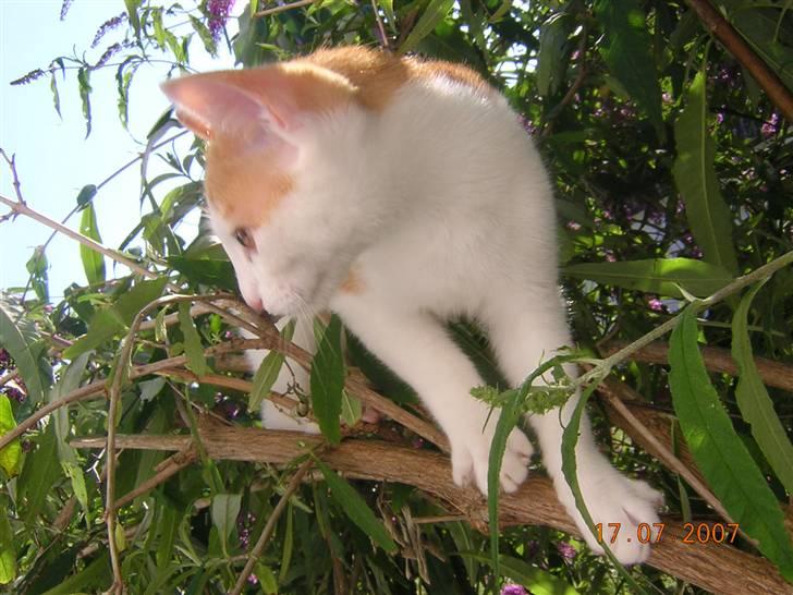 Japanese Bobtail Timian's Yuudai billede 4