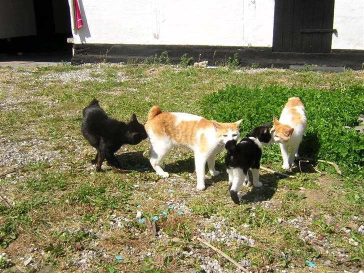 Japanese Bobtail Timian's Yuudai - her vores fatile hanner samen billede 5