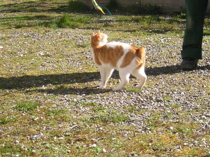 Japanese Bobtail Timian's Yuudai billede 6