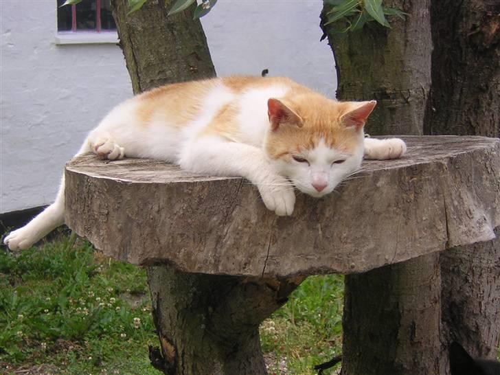 Japanese Bobtail Timian's Yuudai billede 7