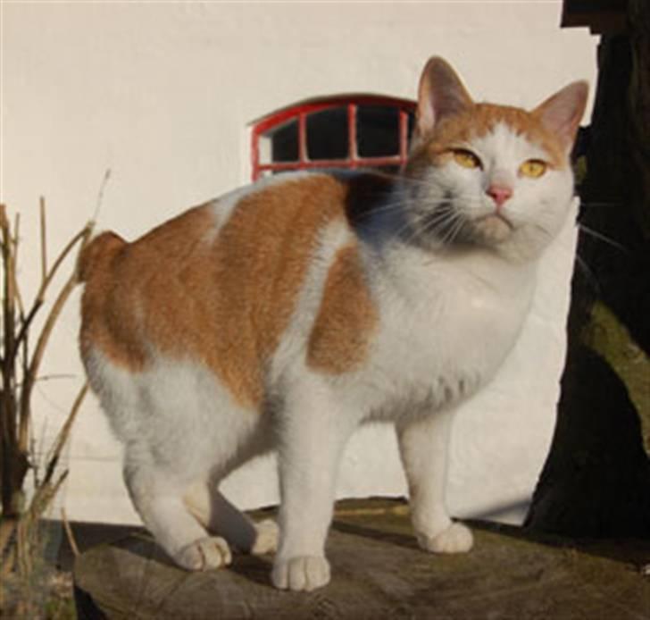 Japanese Bobtail Timian's Yuudai billede 8