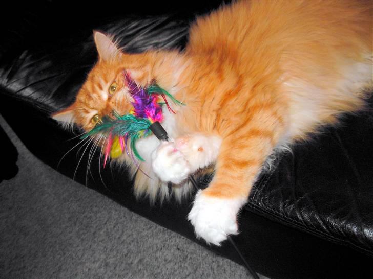 Maine Coon Garfield - aug.08 billede 20